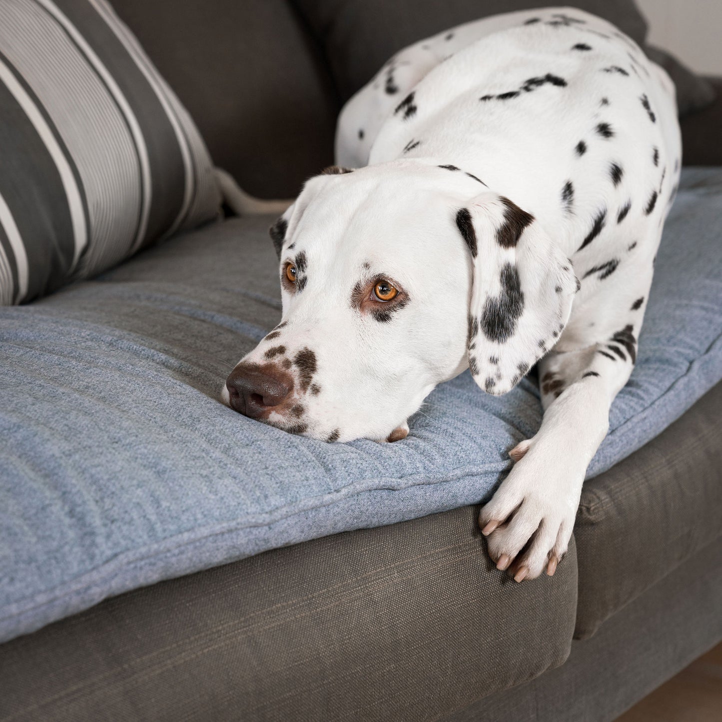 Discover Our Luxury Inchmurrin Sofa Topper, The Perfect Sofa Protector For Pets, In Stunning Grey Iceberg Available Now at Lords & Labradors