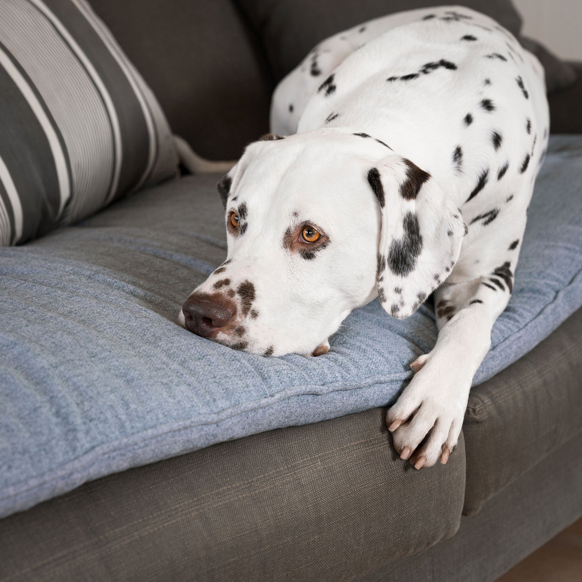 Discover Our Luxury Inchmurrin Sofa Topper, The Perfect Sofa Protector For Pets, In Stunning Grey Iceberg Available Now at Lords & Labradors