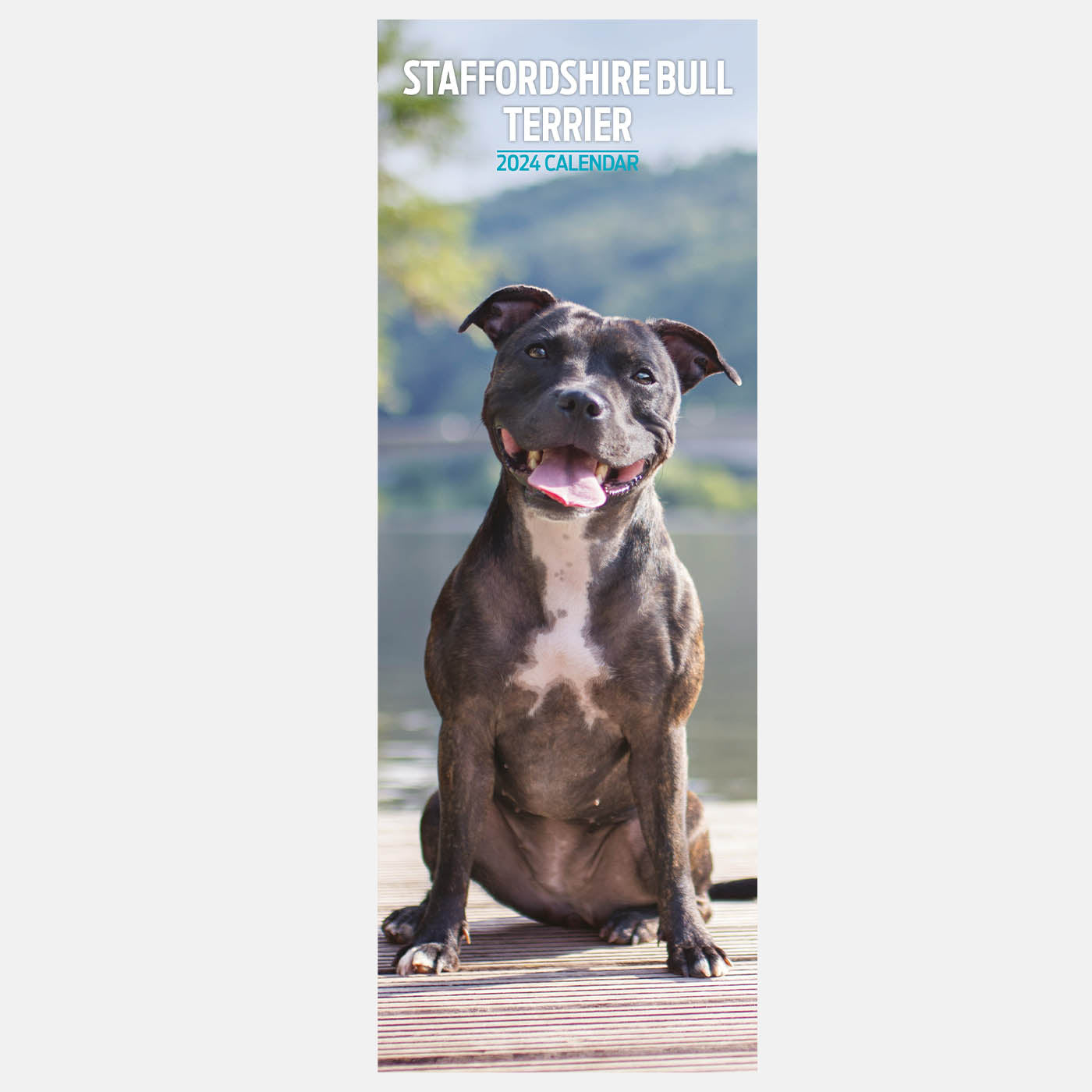 Staffordshire Bull Terrier Slim Calendar 2024 Lords Labradors   StaffordshireBullTerrierSlimCalendar20242 