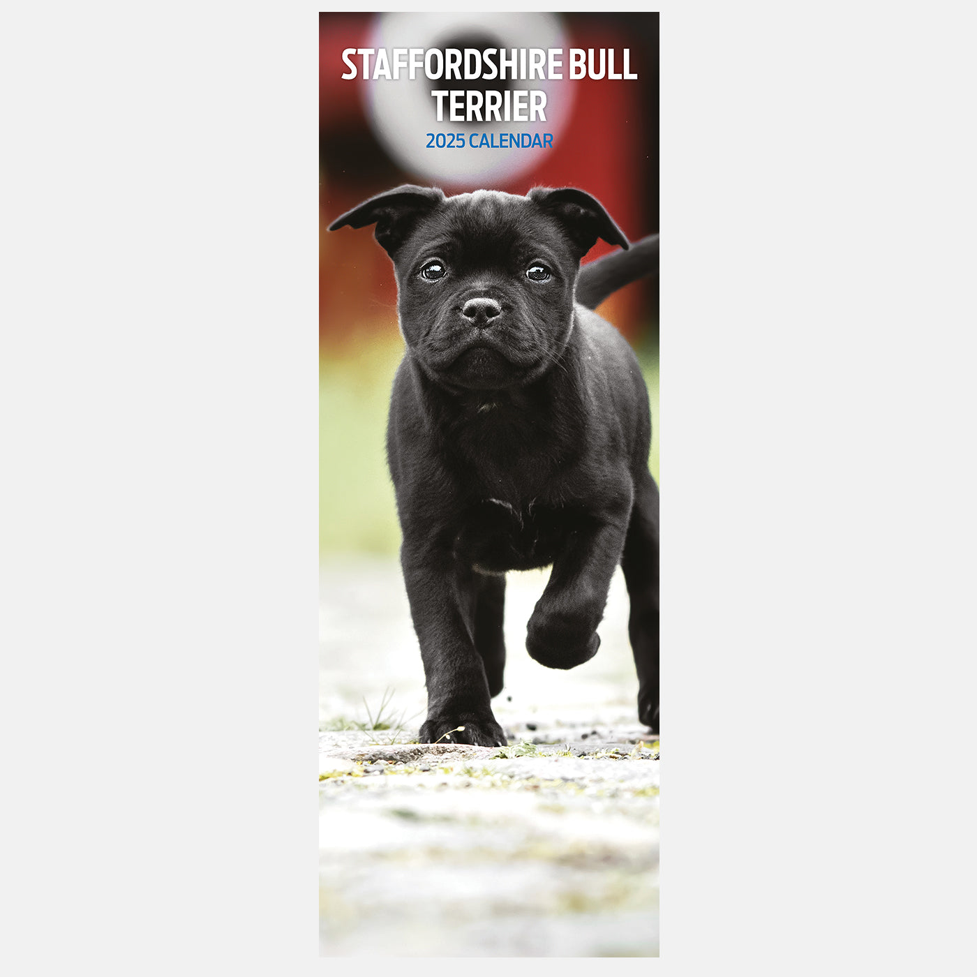 Staffordshire Bull Terrier Slim Calendar 2025