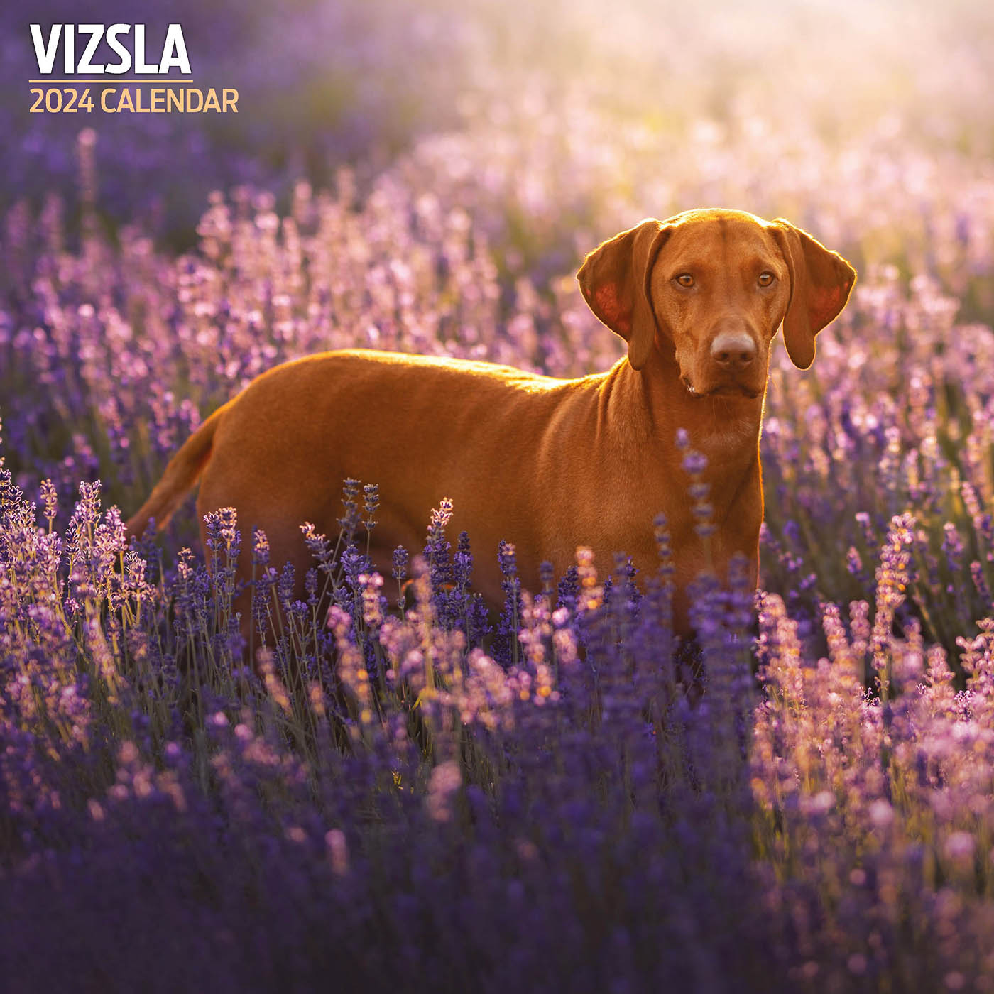 Vizsla Traditional Calendar 2024 Lords & Labradors