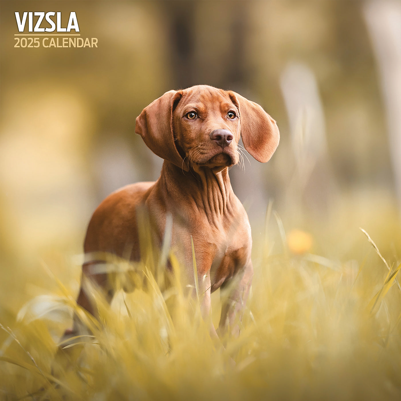 Vizsla Traditional Calendar 2025 Lords & Labradors