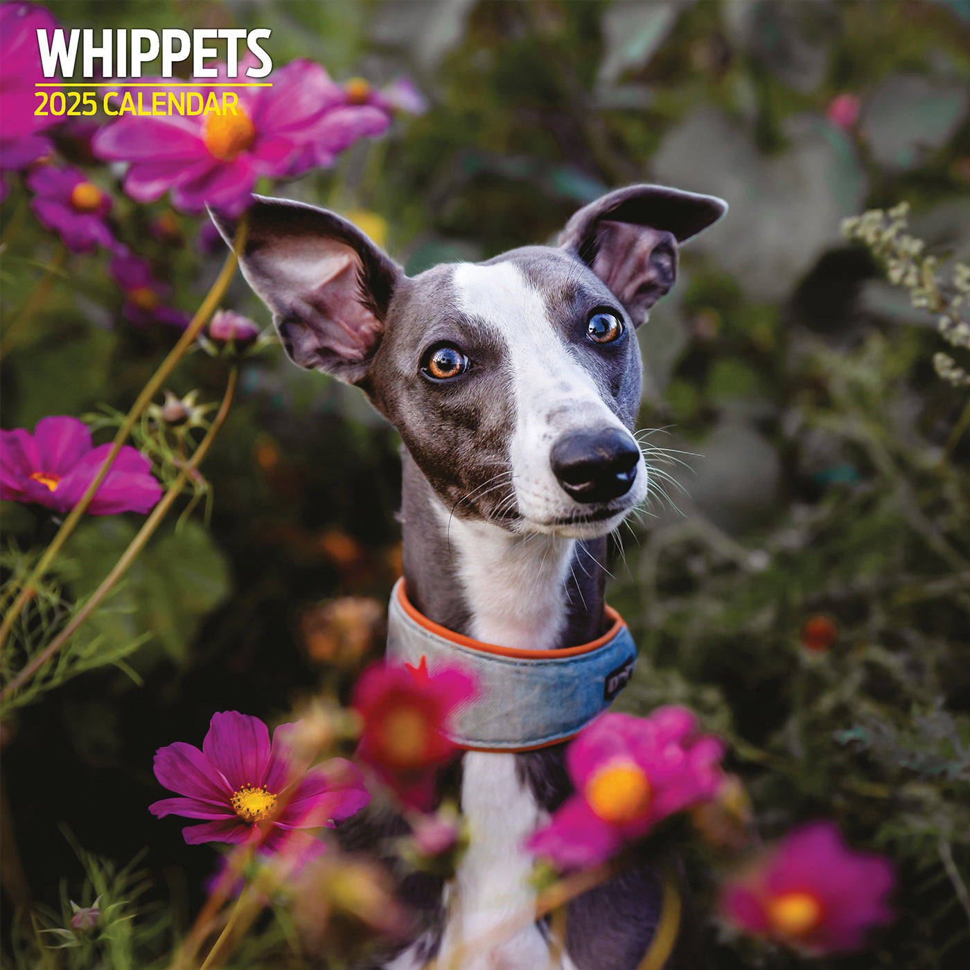 Whippets Traditional Calendar 2025