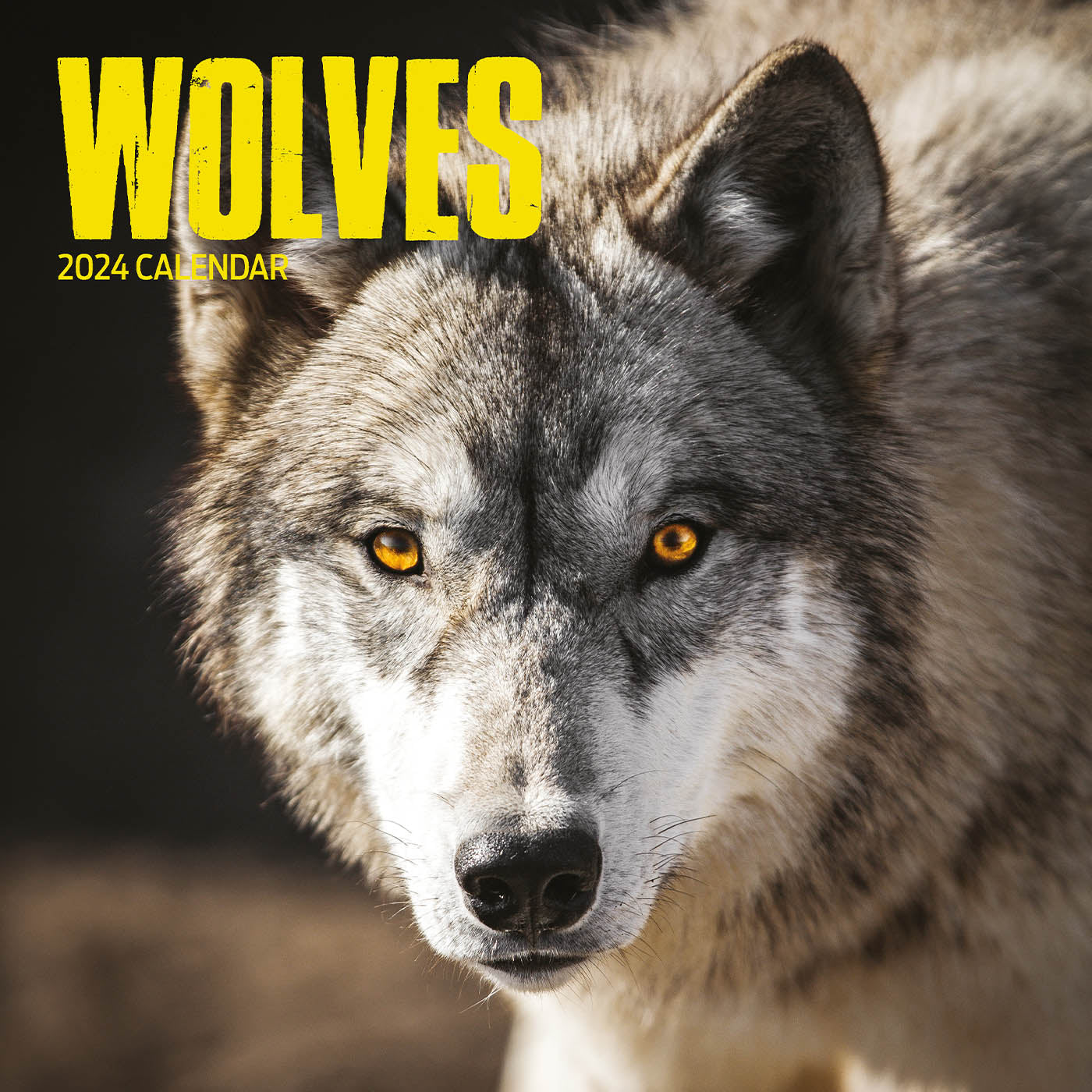 Wolves 2024 Calendar Gifting Lords & Labradors