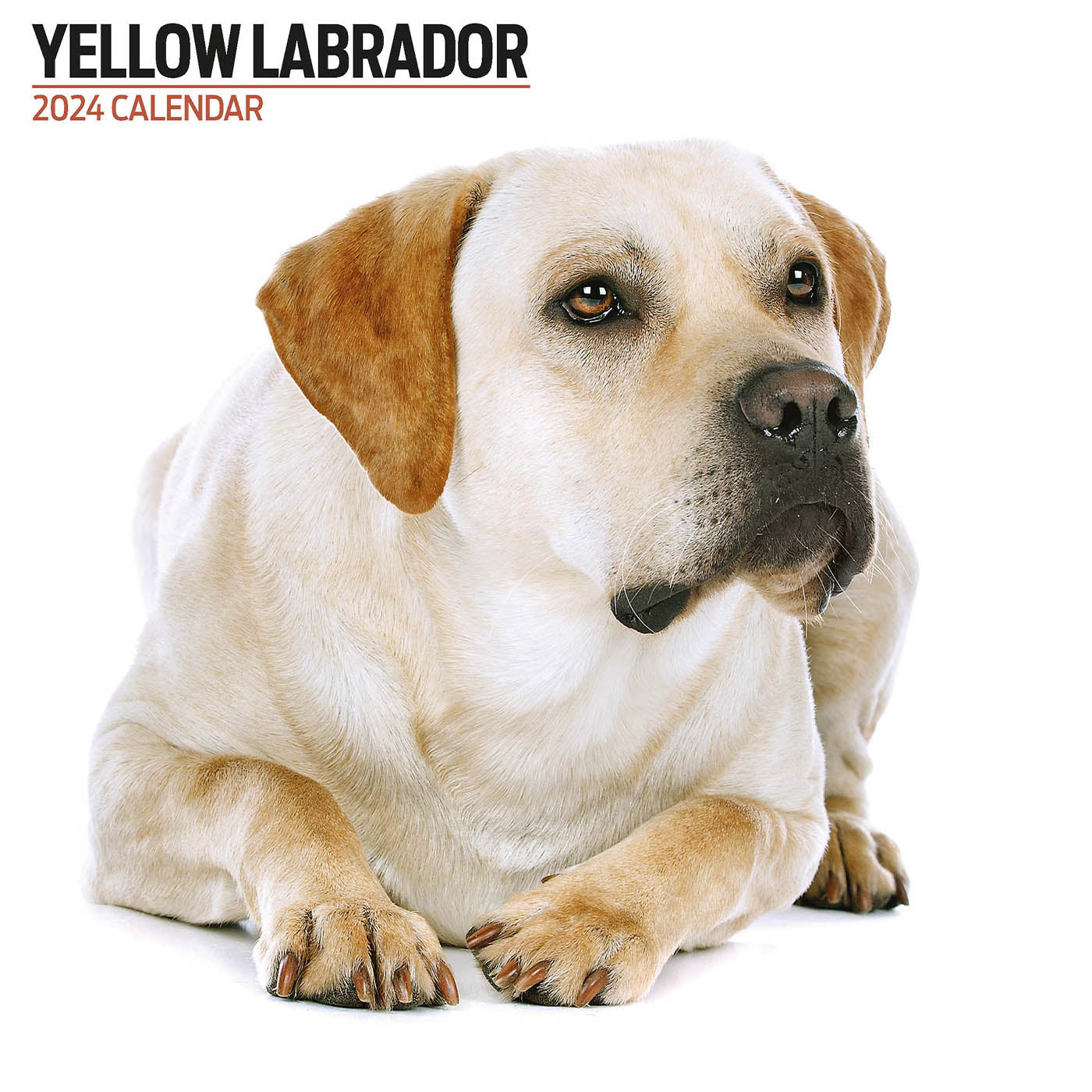 Yellow Labrador 2024 Modern Calendar Gifting Lords Labradors   YellowLabrador2024ModernCalendar2 