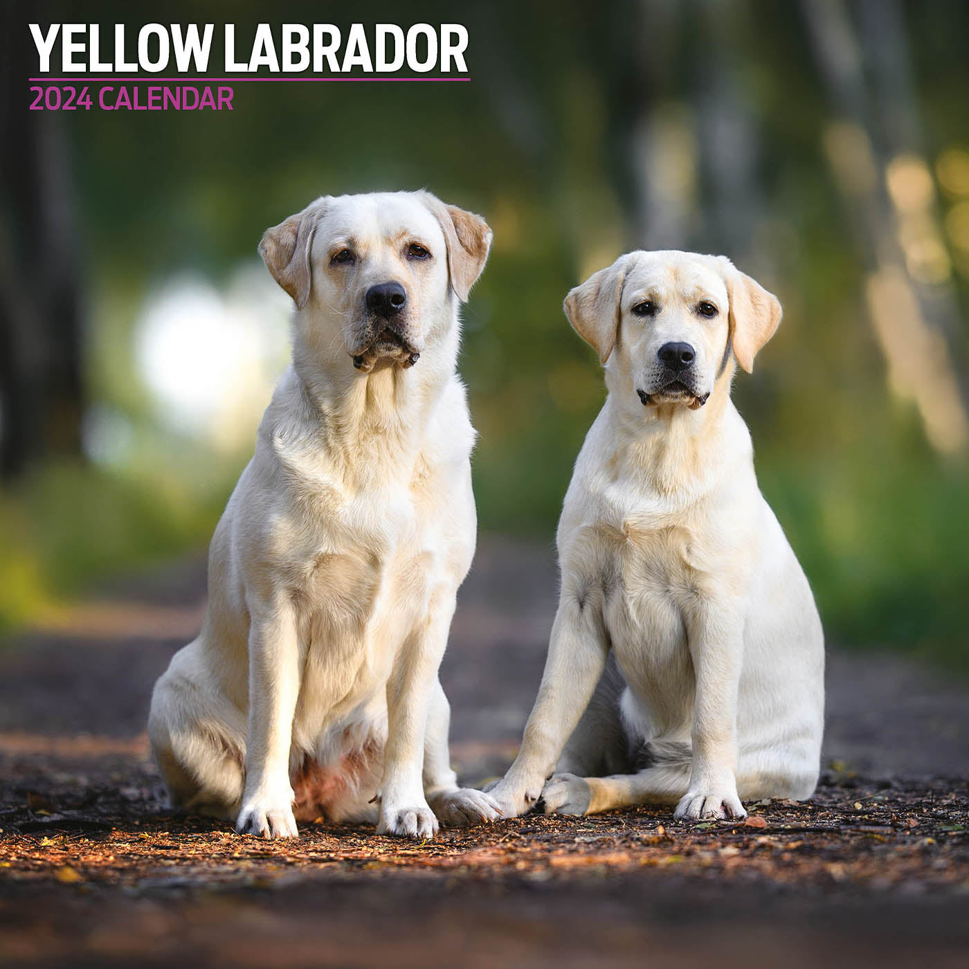 Yellow Labrador 2024 Traditional Calendar Gifting Lords Labradors   YellowLabrador2024TraditionalCalendar2 