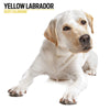 Yellow Labrador Modern Calendar 2025