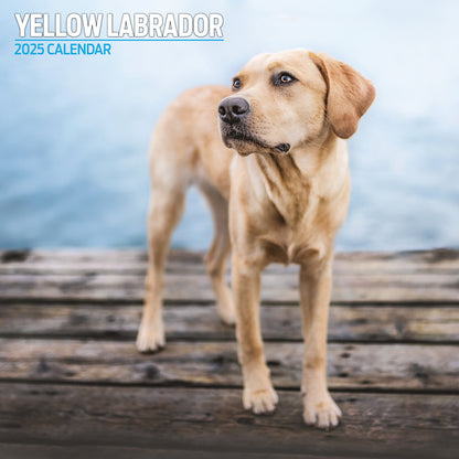 Yellow Labrador Traditional Calendar 2025