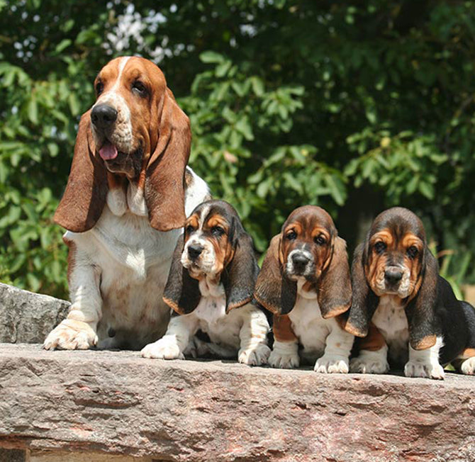 Royal canin 2024 basset hound