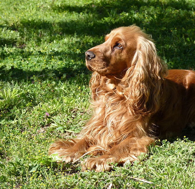 Cocker Spaniel Beds Collars and Accessories Lords Labradors