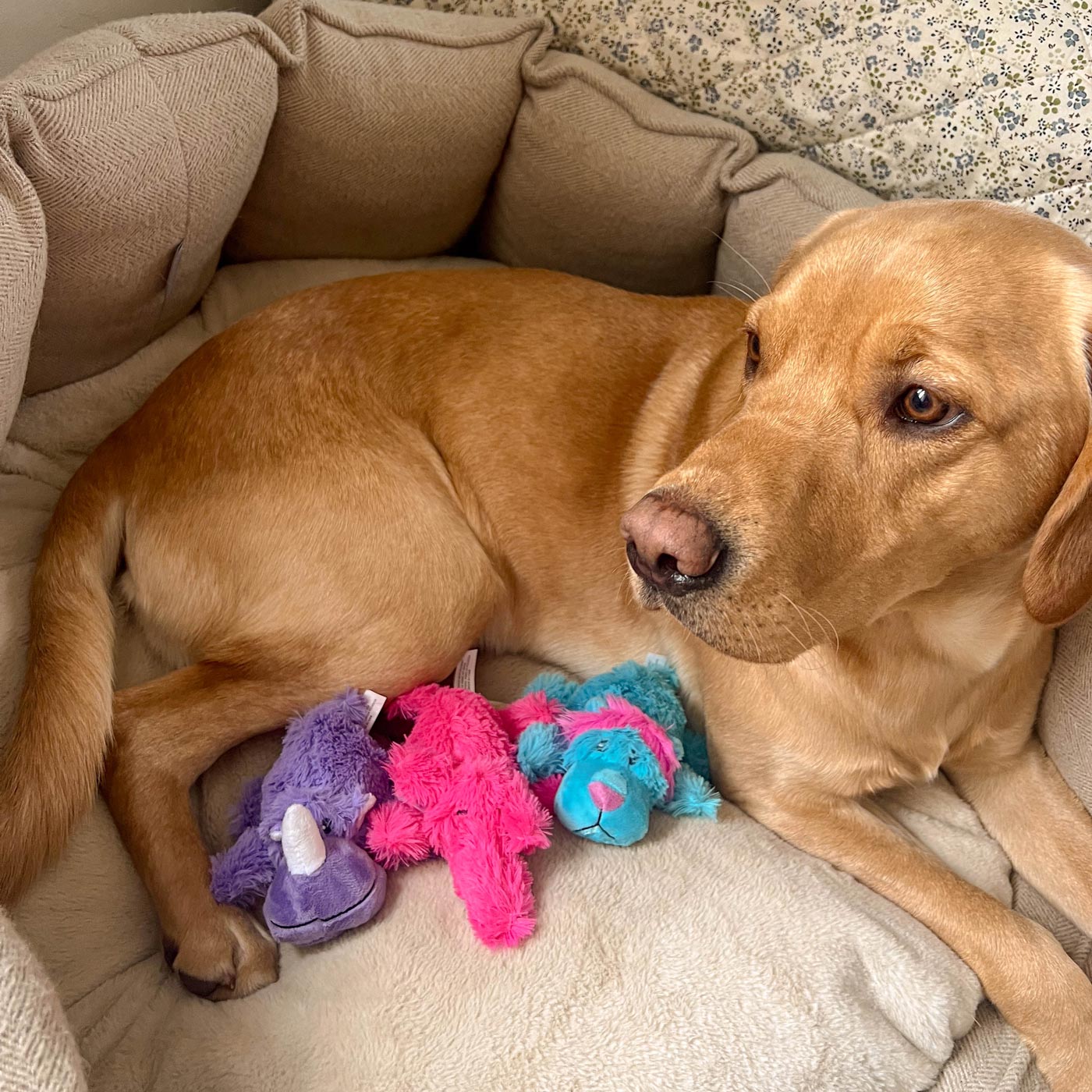 KONG Cozie Animals KONG Dog Toy Lords Labradors