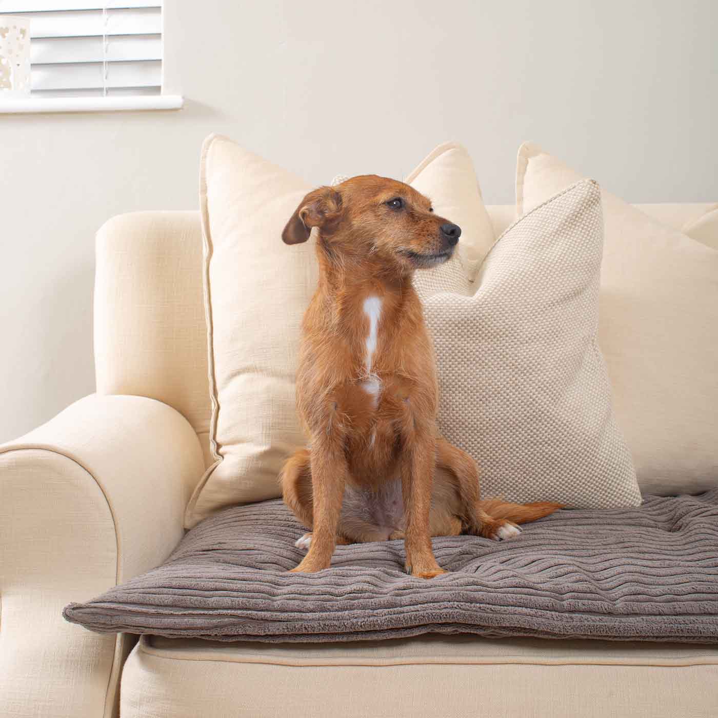 Dog hot sale sofa topper