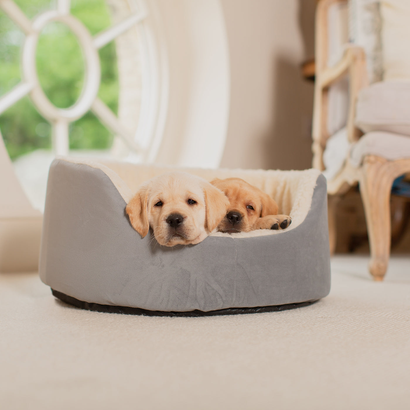 Dog bed shop for labrador retriever