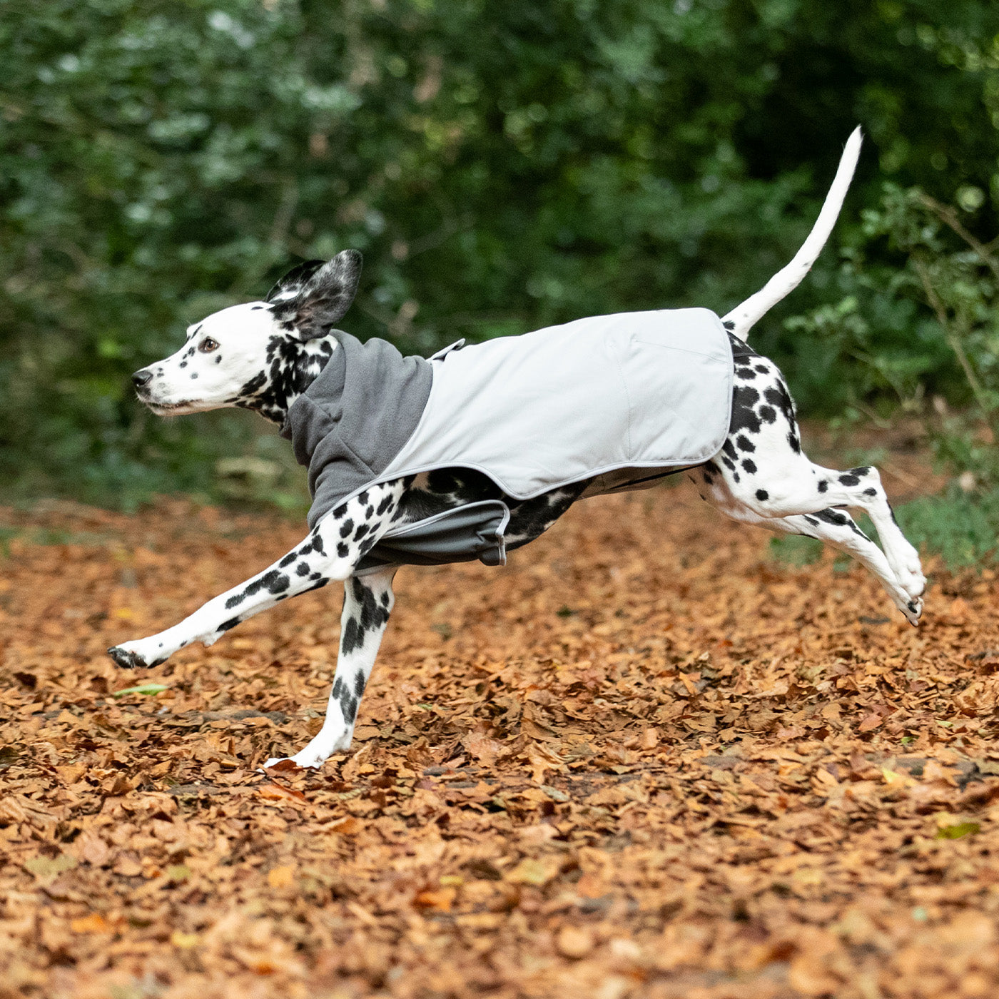 Lightweight Dog Coats