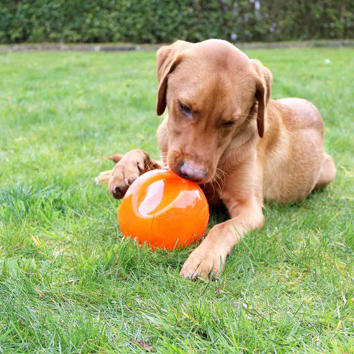 Jumbler Ball Medium Large KONG Dog Ball Lords Labradors