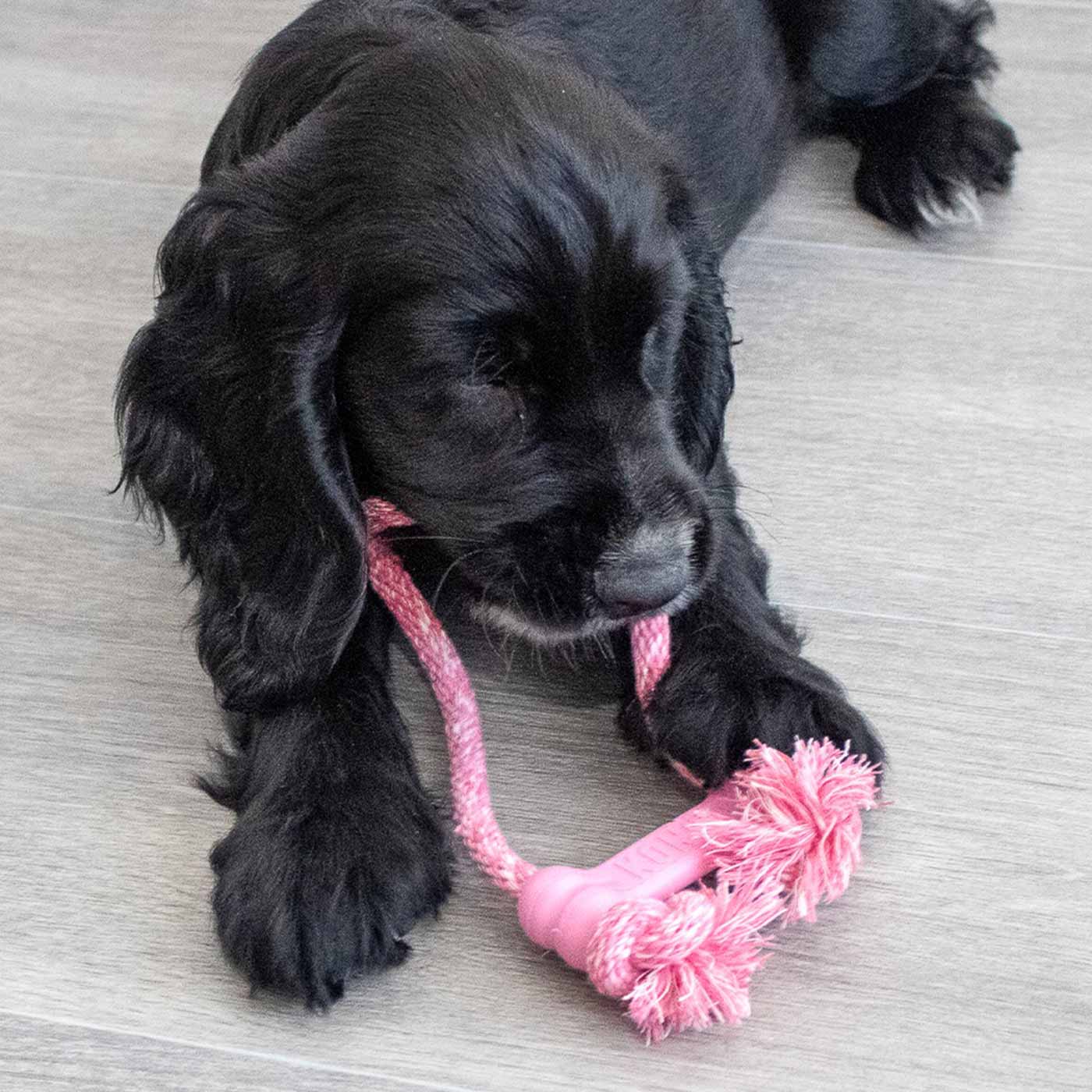 Kong puppy goodie bone with rope hotsell