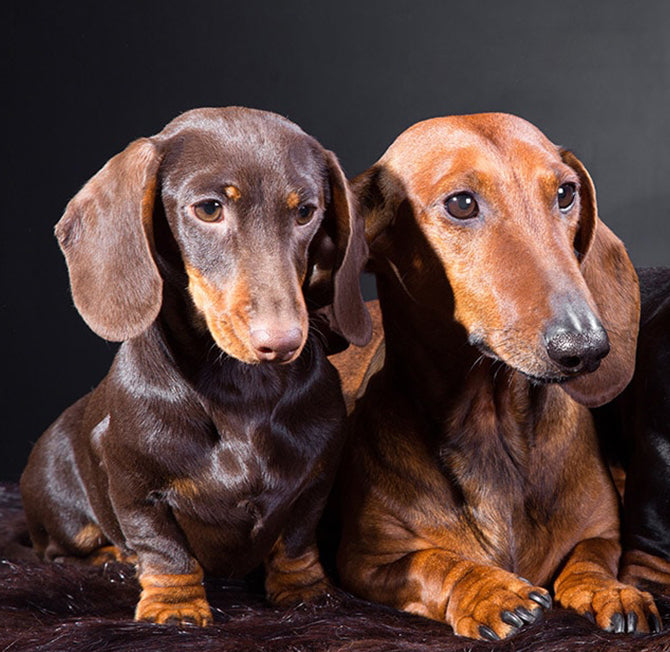 Sausage store dog shop