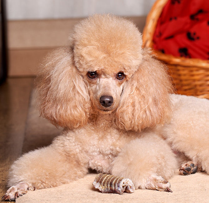 Poodle pet shop best sale