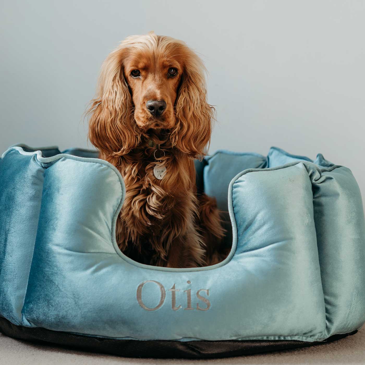 Dog bed for springer spaniel sale