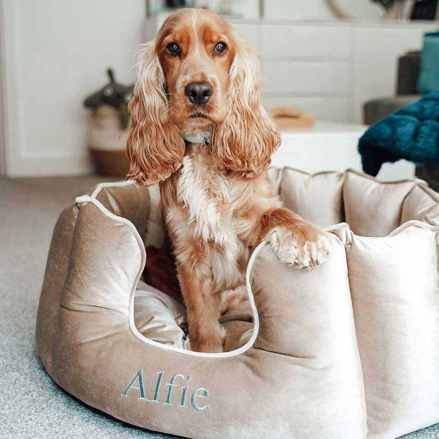 Best dog bed 2025 for cocker spaniel uk