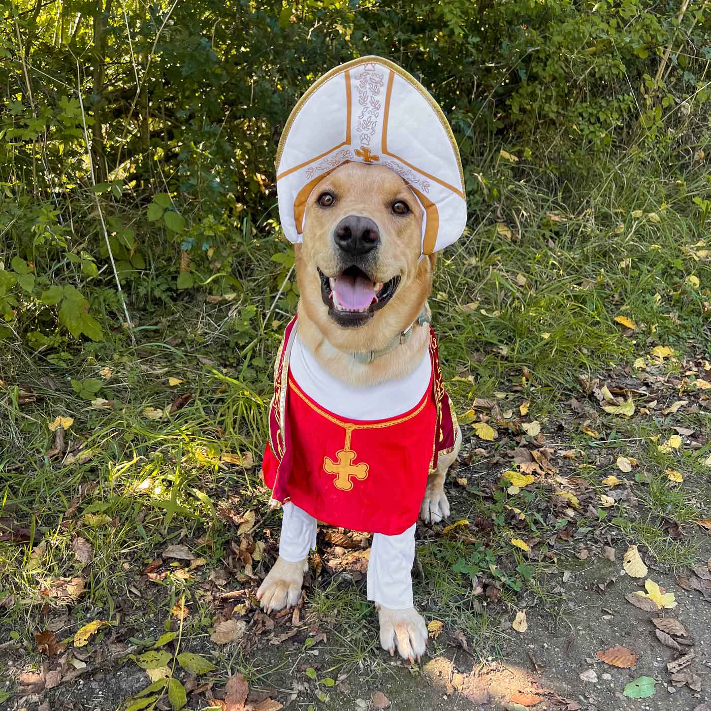 Holy shop hound costume