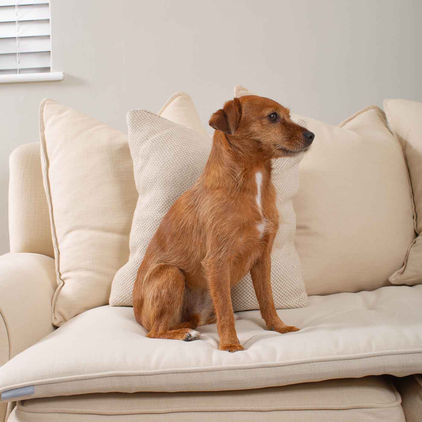 Discover Our Luxury Savanna Sofa Topper, The Perfect Pet sofa Accessory In Stunning Savanna Bone! Available Now at Lords & Labradors