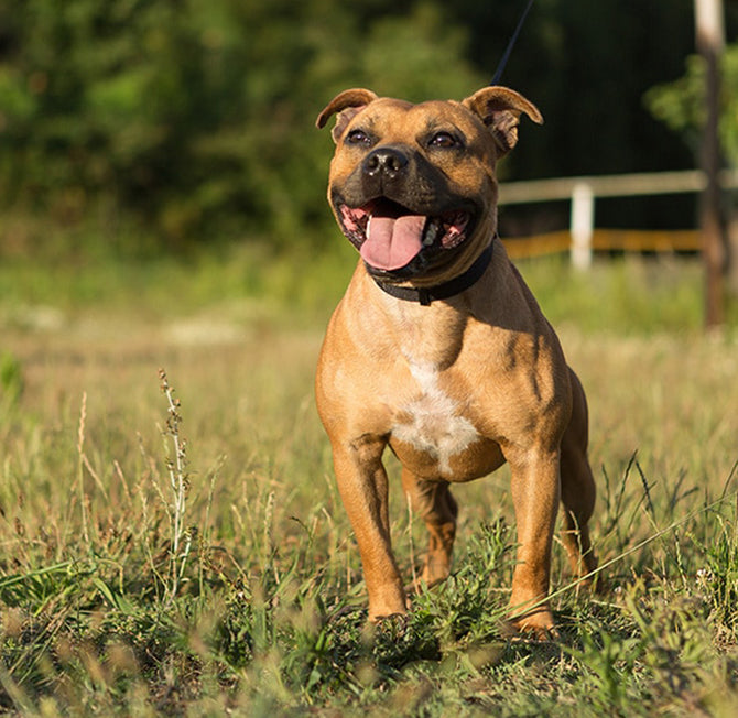 Best puppy discount food for staffy