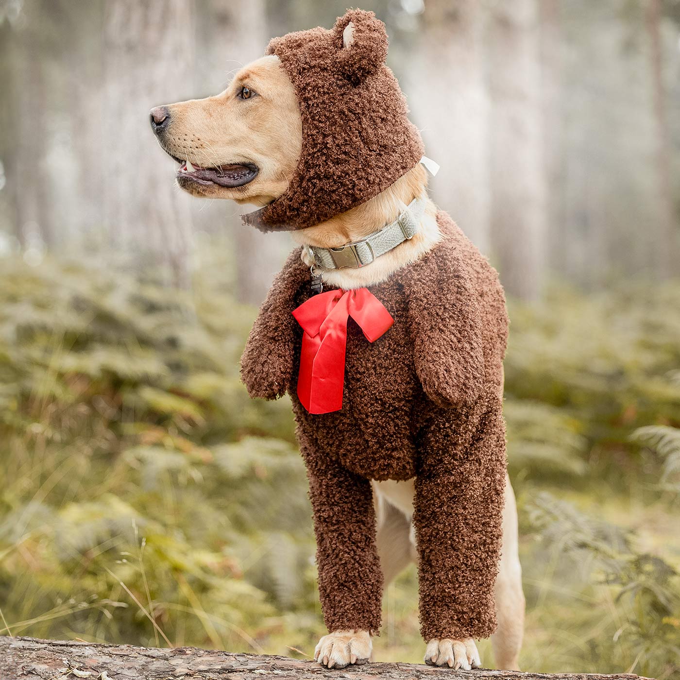 Teddy Bear Dog Costume