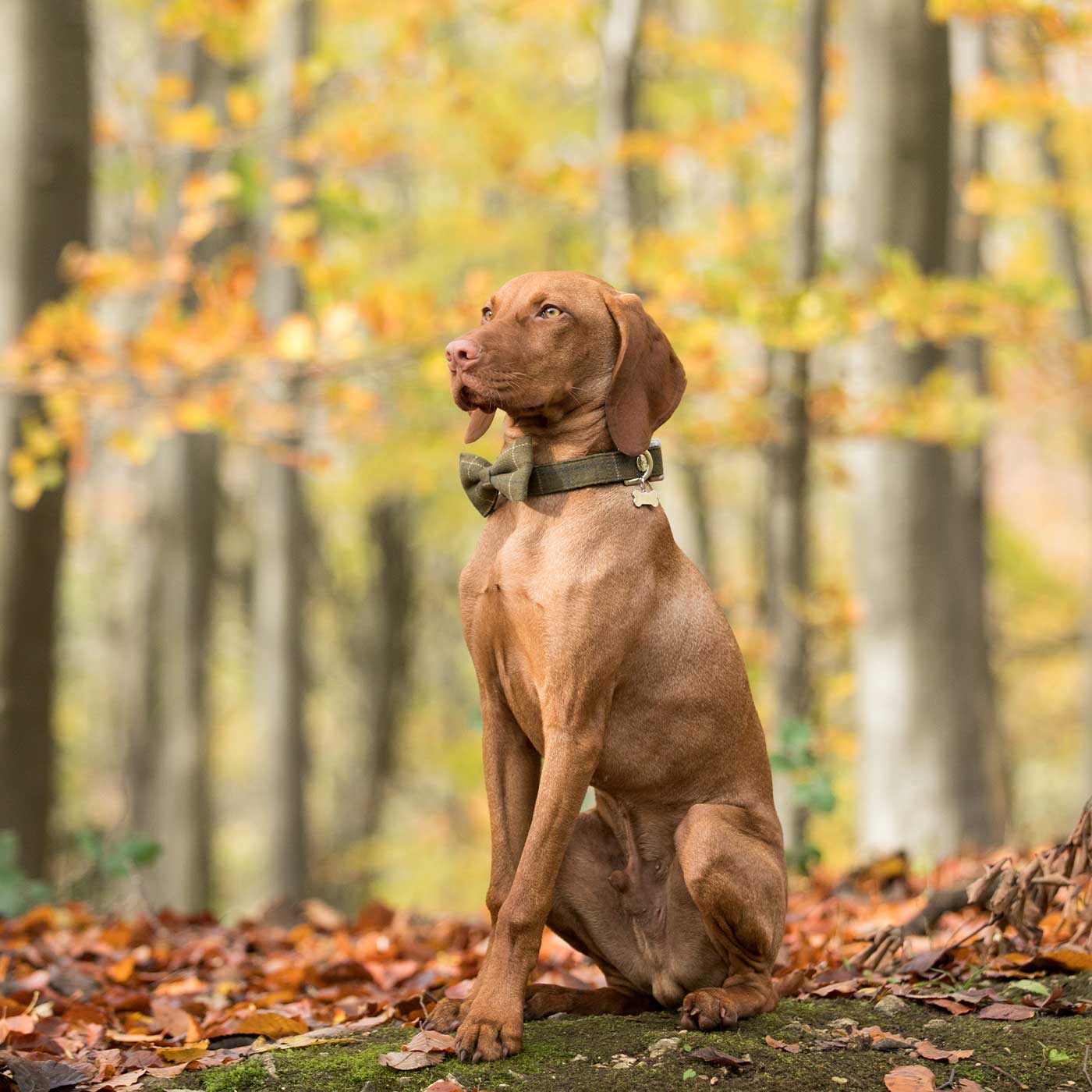 Hugo & Hudson Dark Green Check Collar