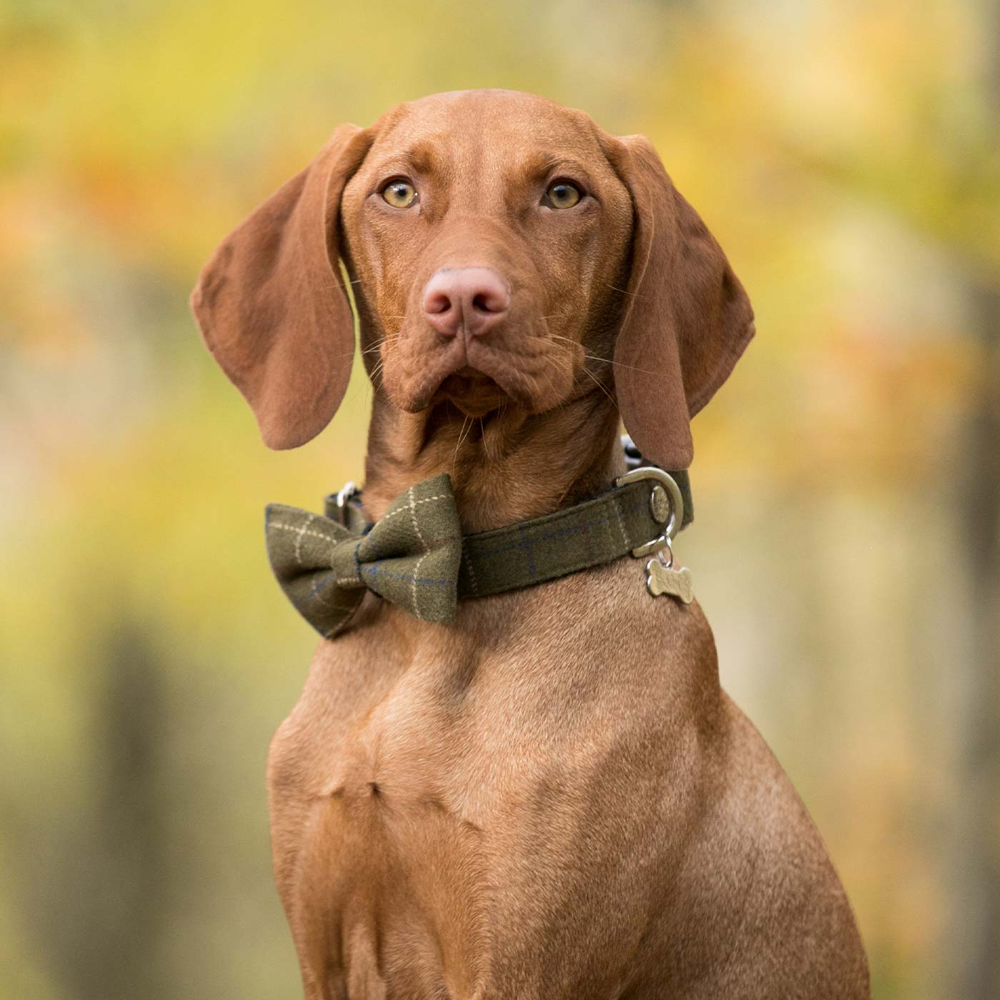 Hugo & Hudson Dark Green Check Collar