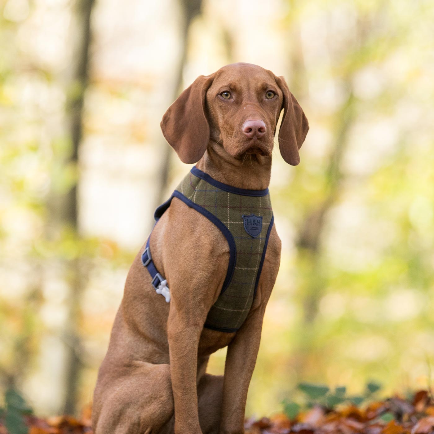 Hugo & Hudson Dark Green Check Harness