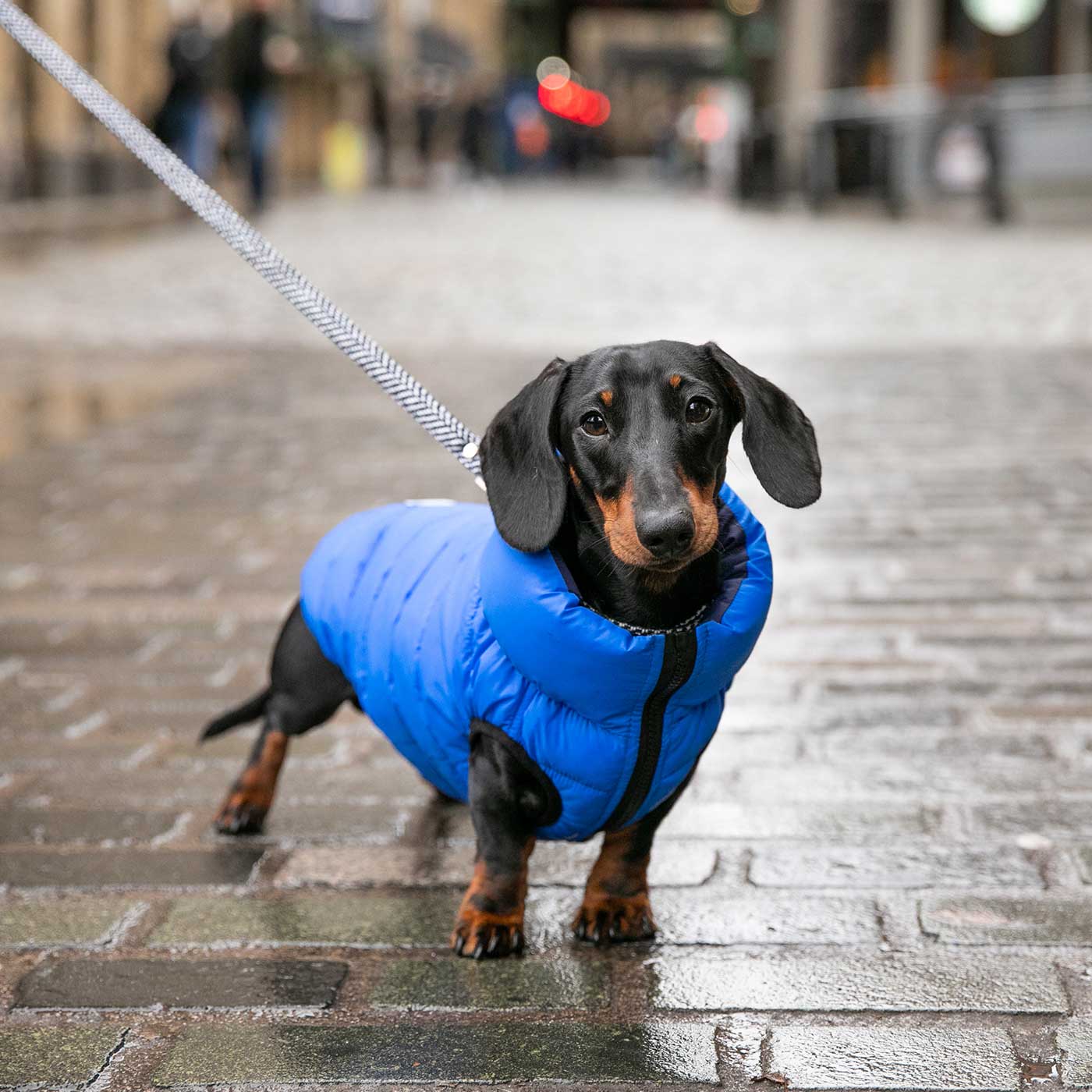 Dachshund hot sale winter jackets