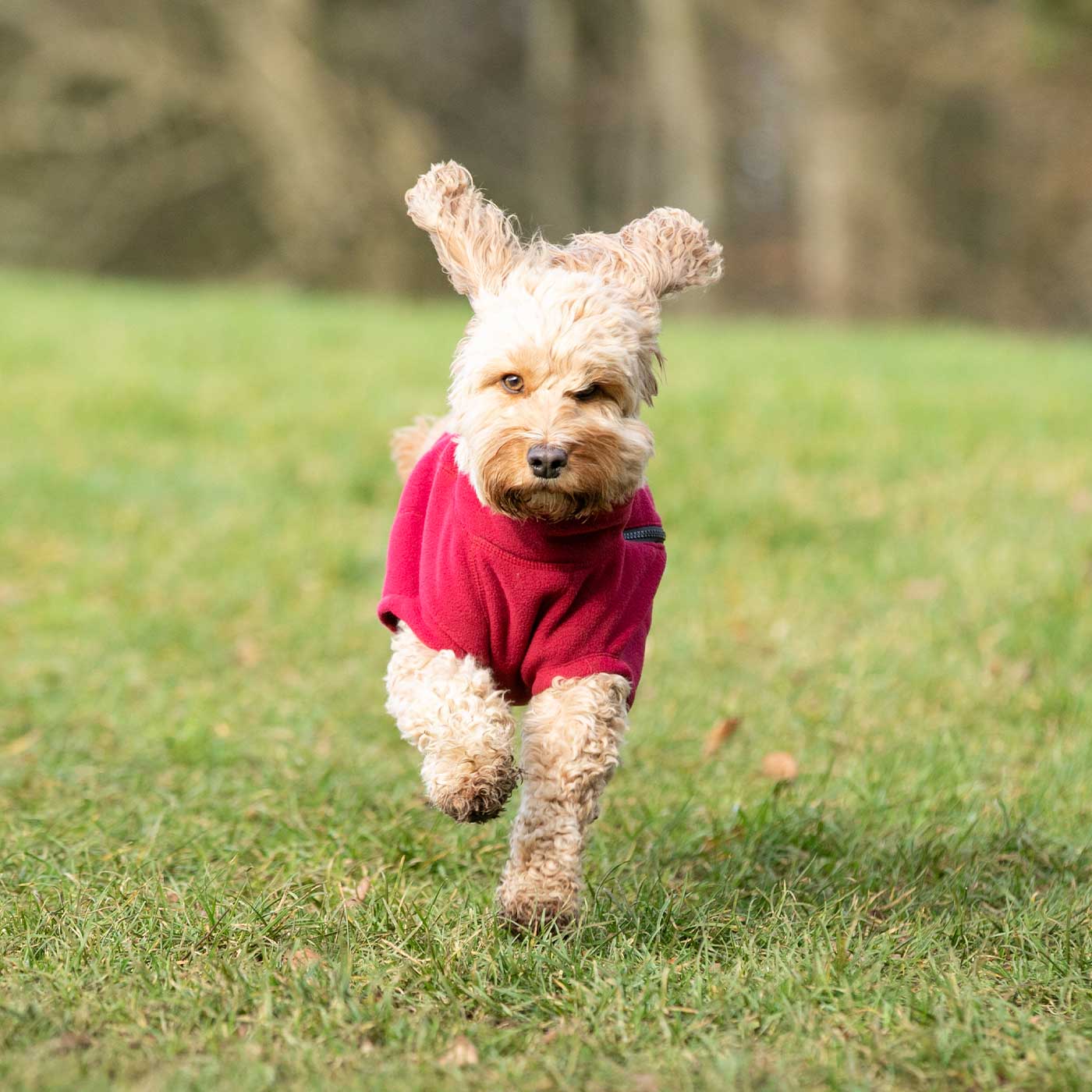 Dog burgundy hot sale jacket