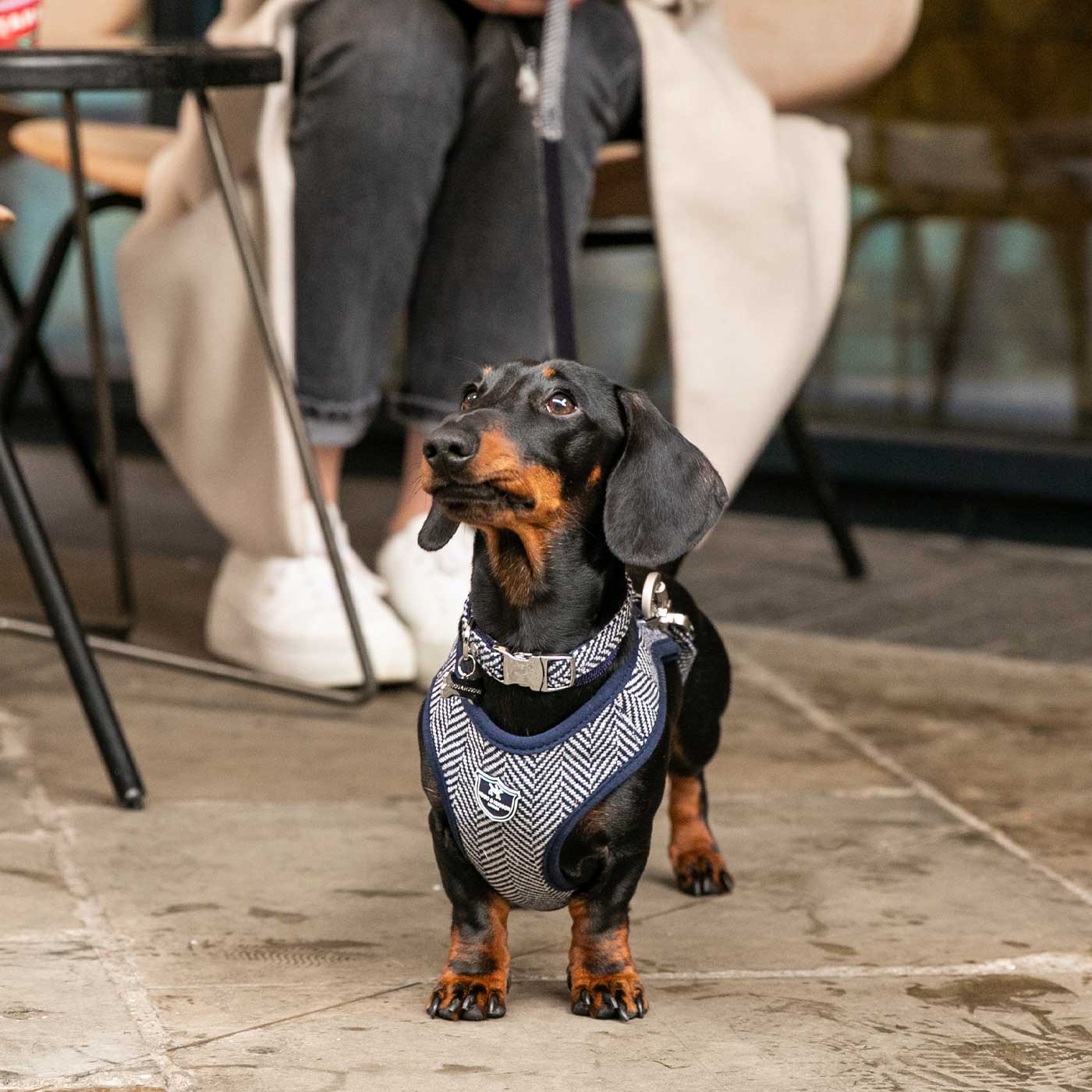 Hugo & Hudson Navy Herringbone Collar