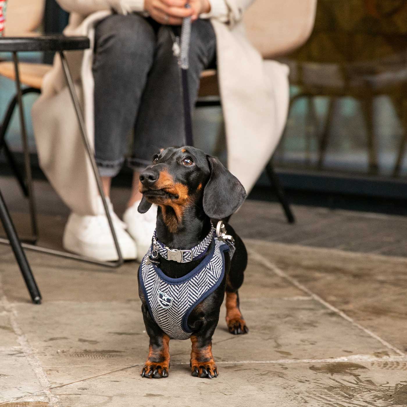 Best collar store for mini dachshund