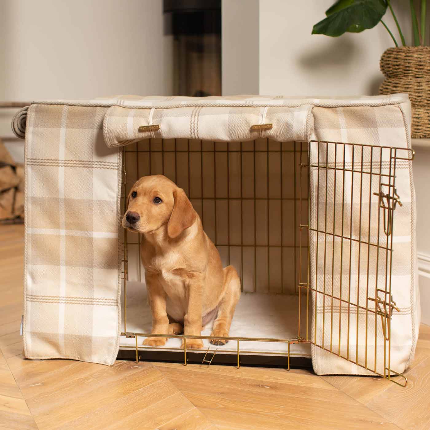 Orange dog cheap crate