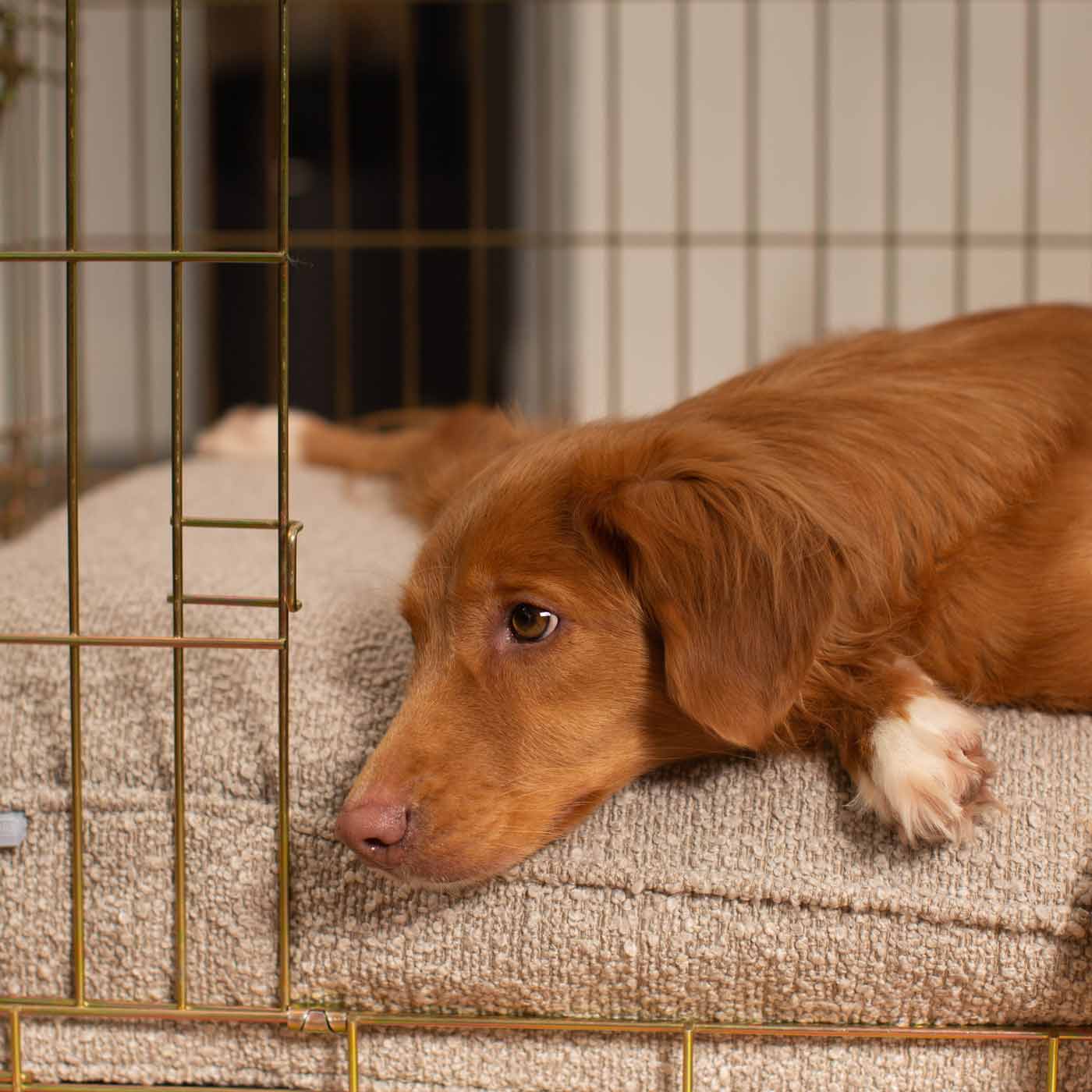 Discover Our Heavy-Duty Dog Crate With Luxury Dog Cushion Set! The Perfect Crate Accessory For Pet Burrow. Available To Personalise In Stunning Ivory, Mink, Granite Bouclé Here at Lords & Labradors 