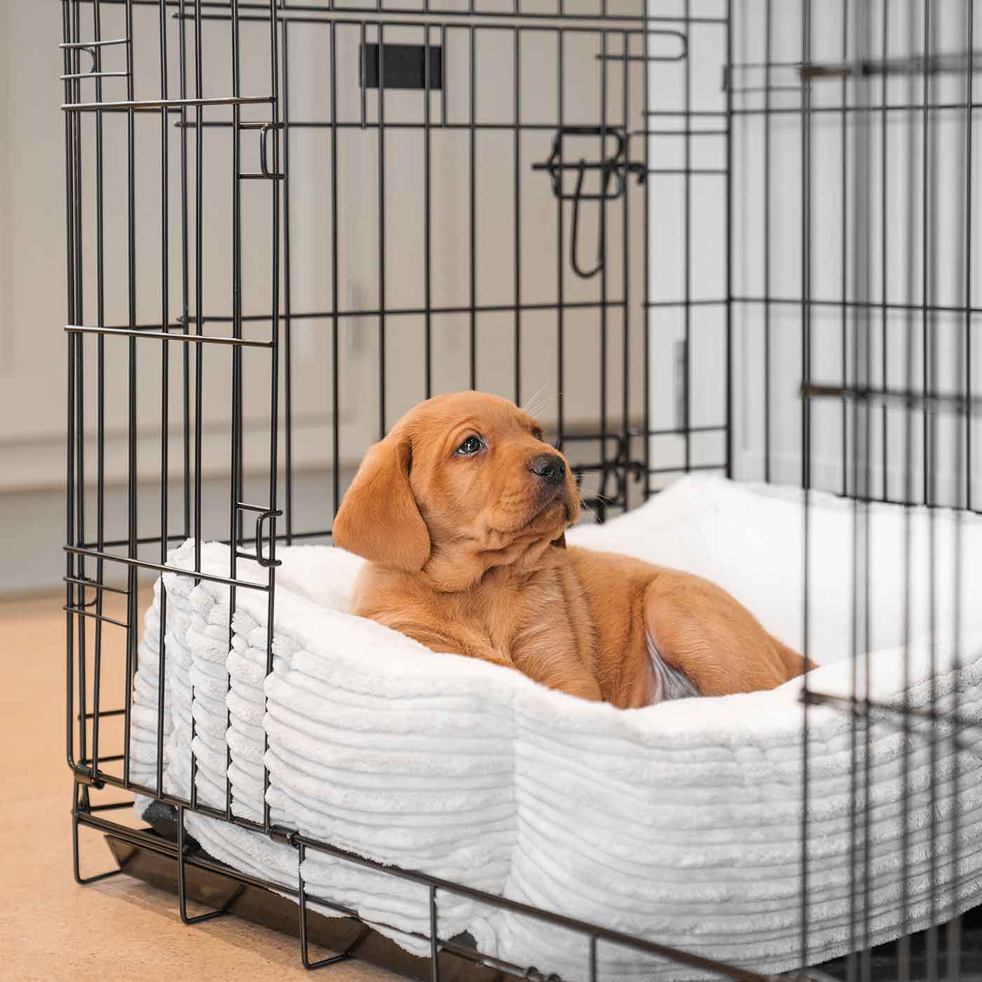 Calming a puppy 2025 in a crate