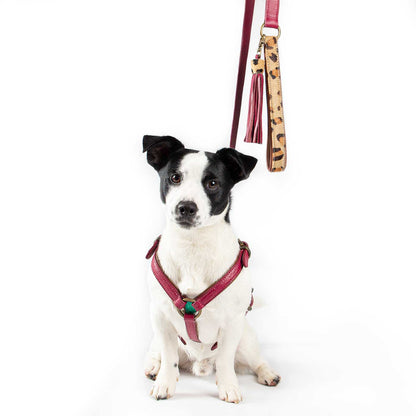 Lou Lou Dog Harness by DWAM