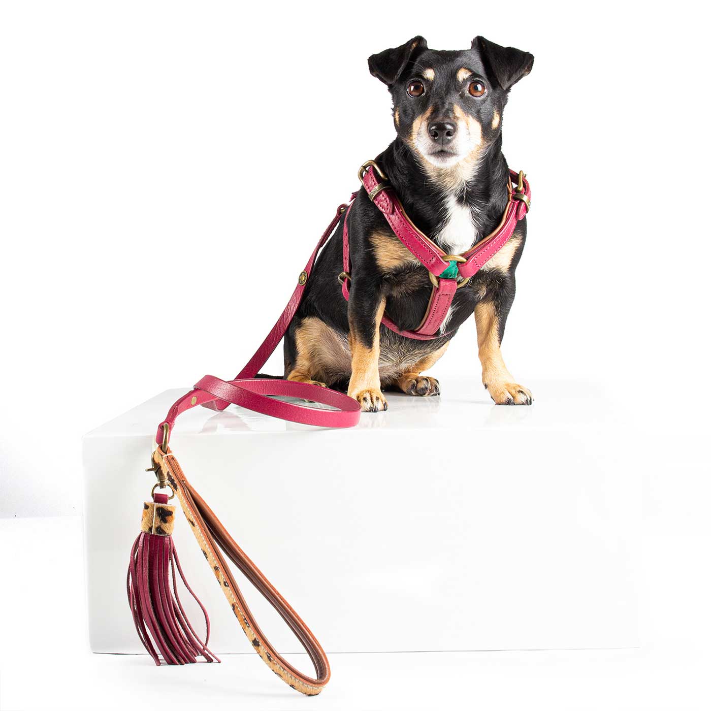 Lou Lou Dog Harness by DWAM