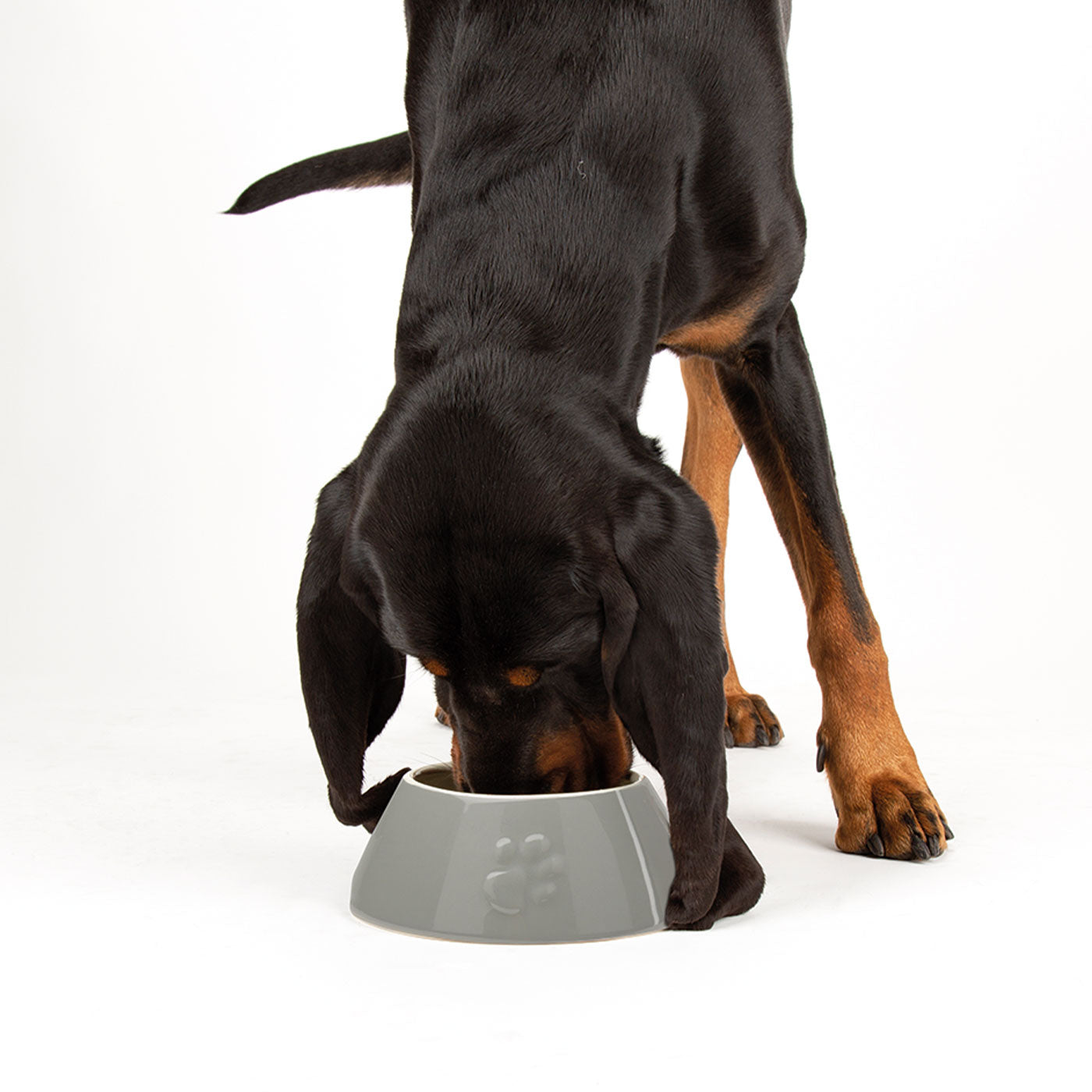 Classic Long Eared Dog Bowl | Scruffs Dog Bowls | Lords & Labradors