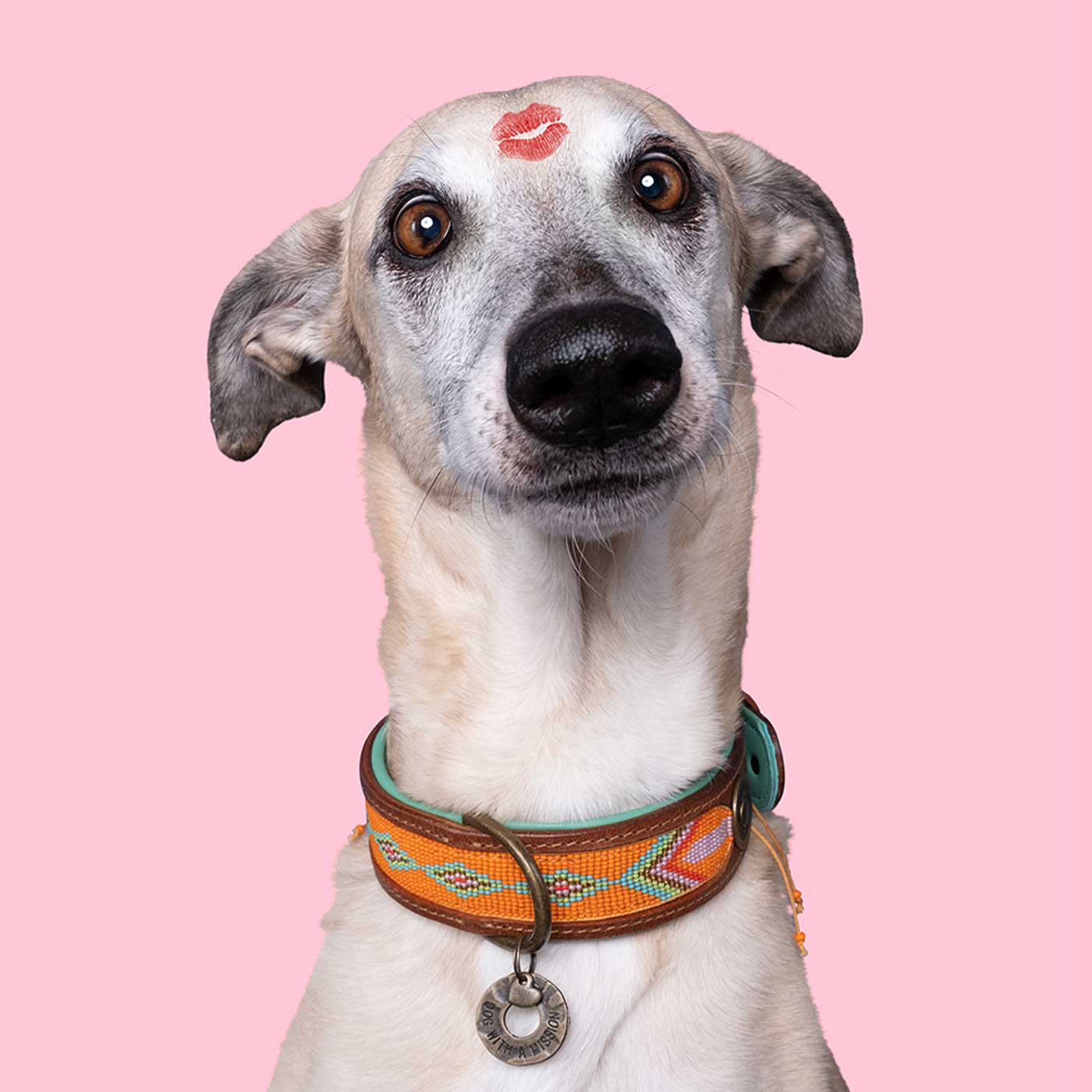 Lily shop dog collar