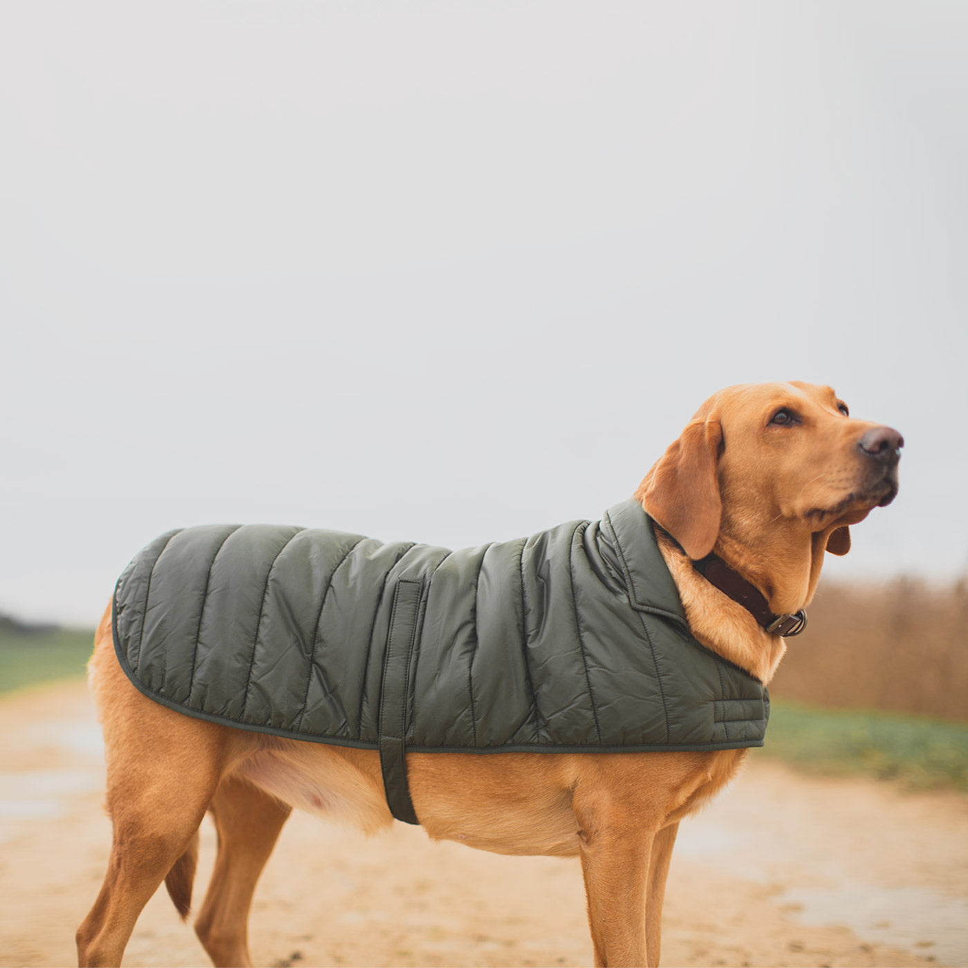 Barbour dog coat deals large