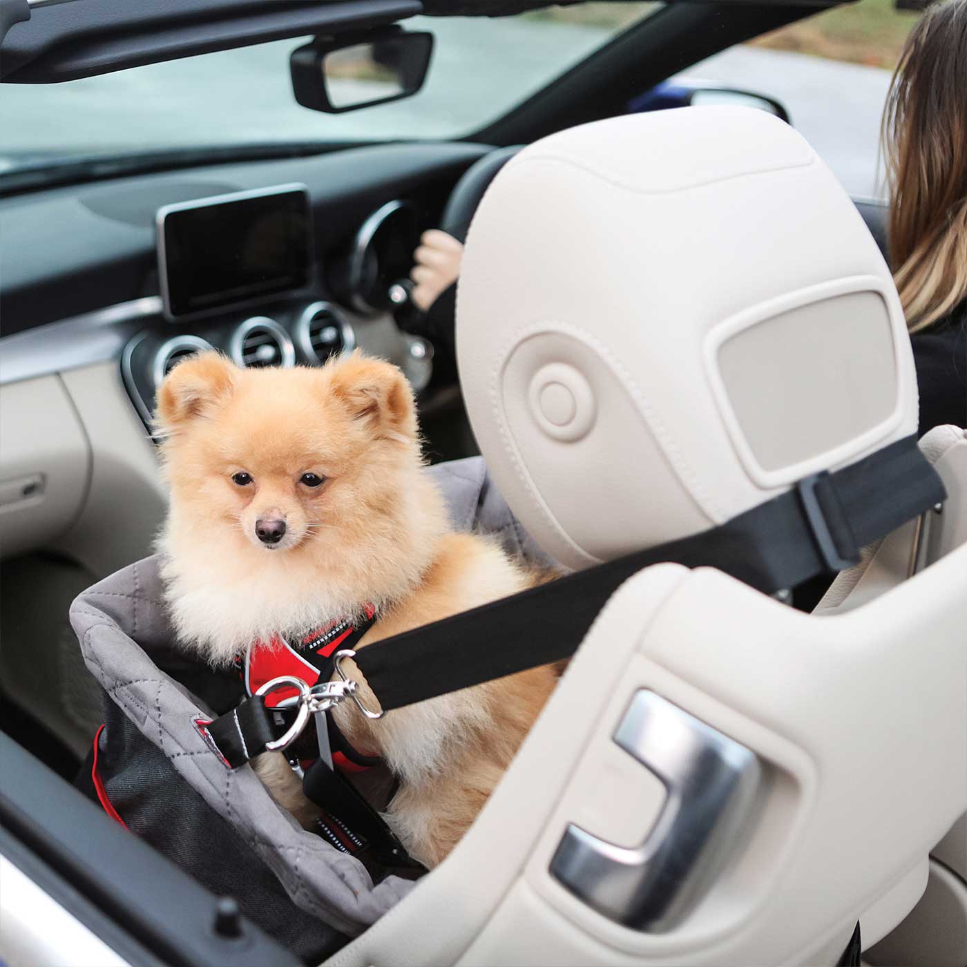 Chihuahua car seat sale