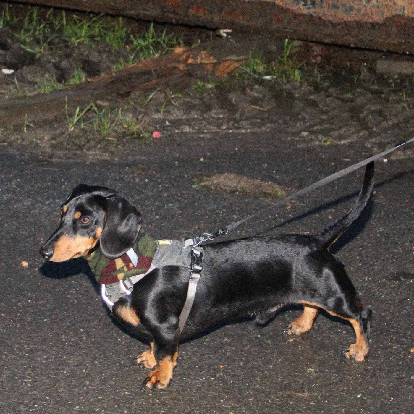 Sausage sales dog lead