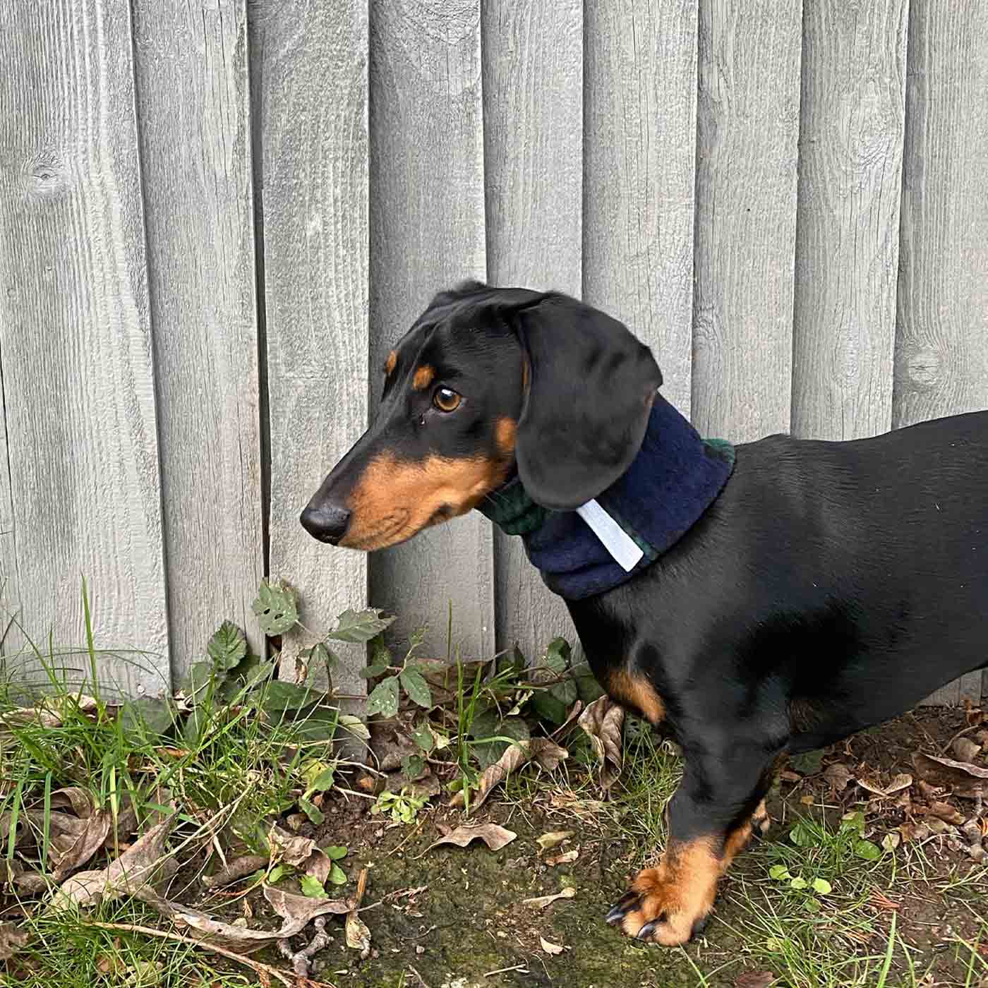 Dachshund Snood by Lords Labradors