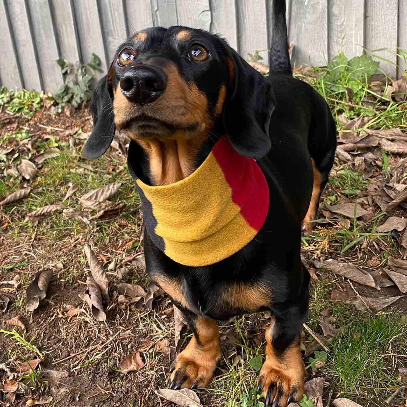 Dachshund Snood by Lords Labradors