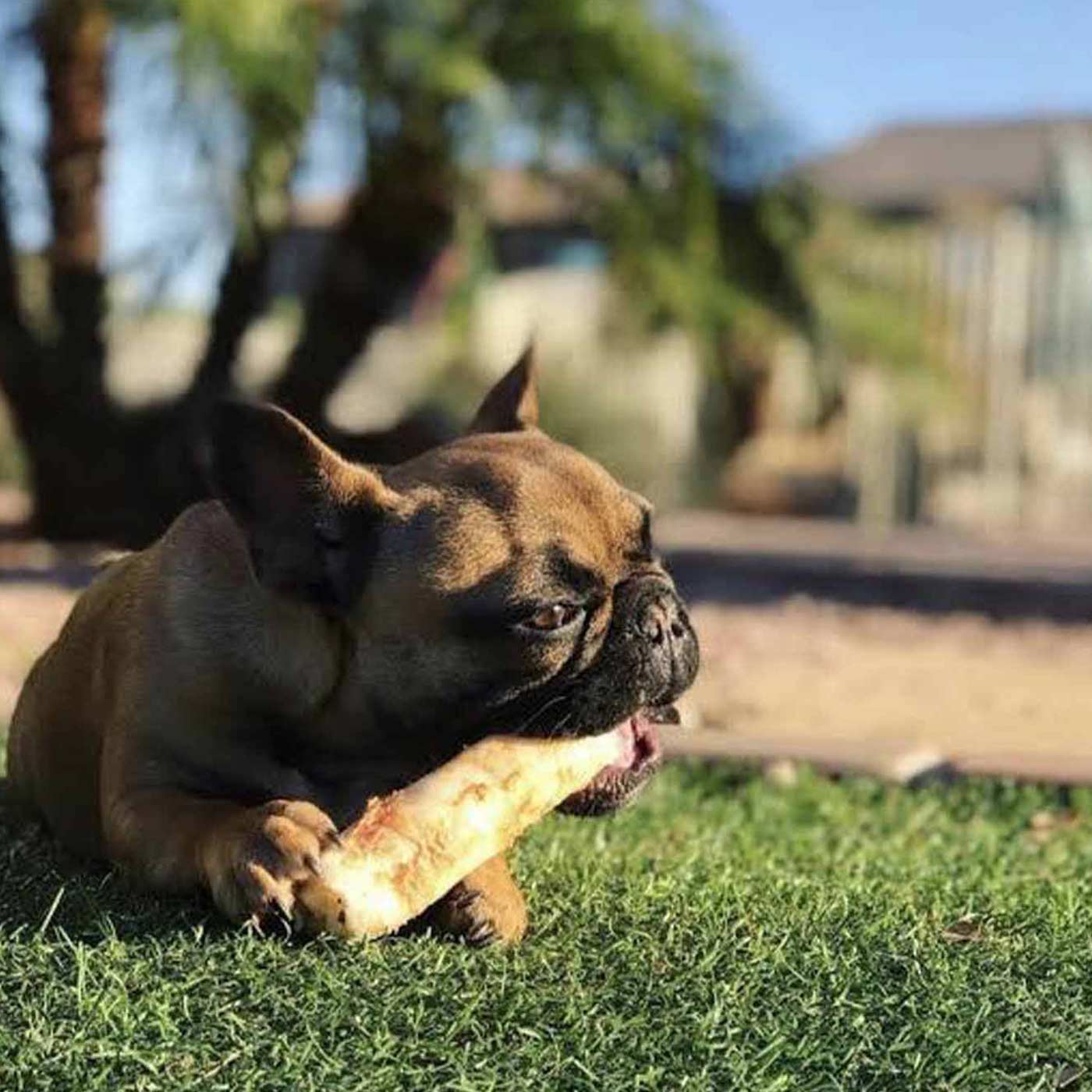 French bulldog peanut sales butter