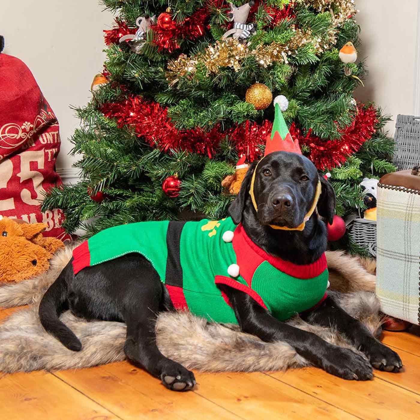 Dog clearance elf jumper