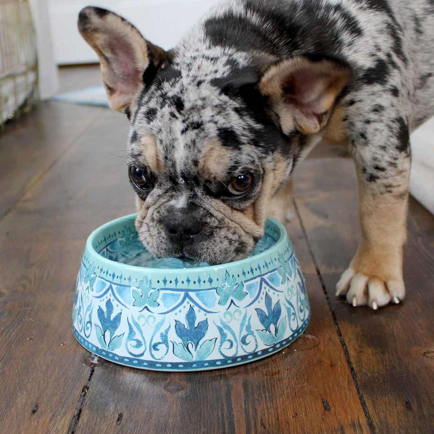 Washing dog dishes clearance with human dishes